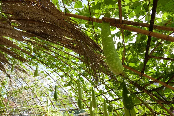 Kalebasse wächst auf Pergola — Stockfoto