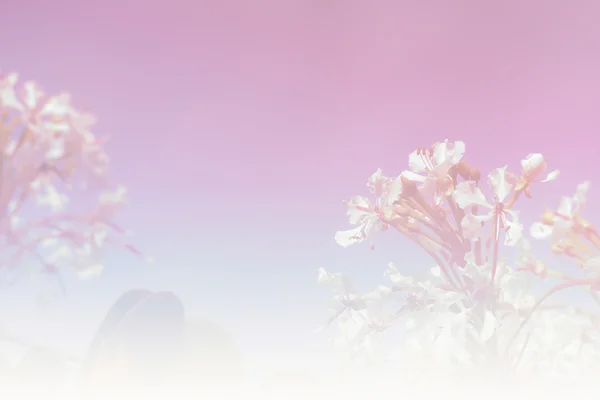 white flower and sky background with soft focus and color gradie