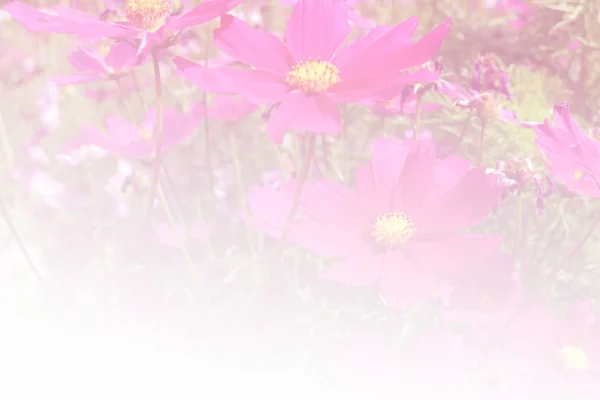 Blooming cosmos flower meadow — Stock Photo, Image