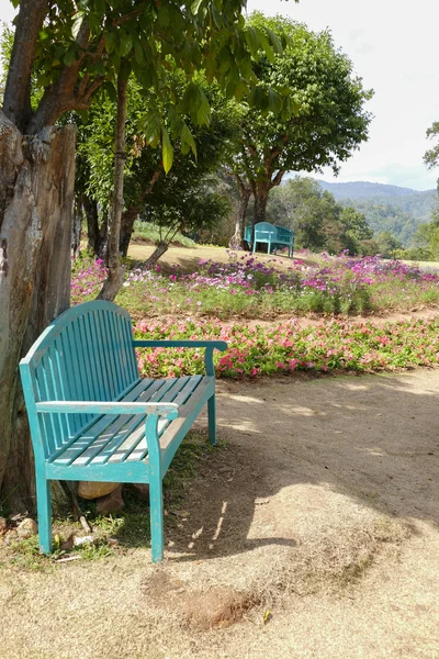 Banco verde y flor en flor en el macizo de flores — Foto de Stock