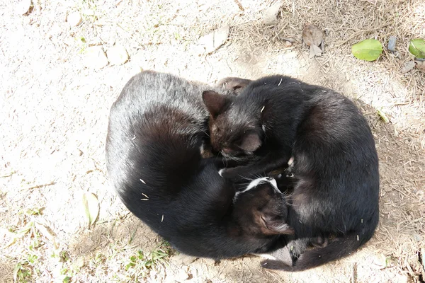 Två svart katt sover tillsammans — Stockfoto