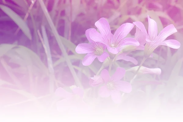 Roze bloem op het gras met zachte focus en kleur filter — Stockfoto