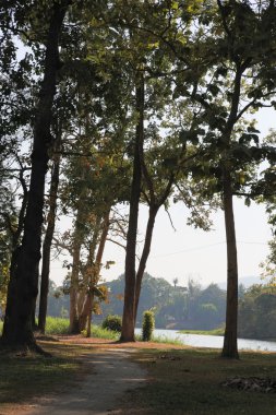 su birikintisi waterside ağaca