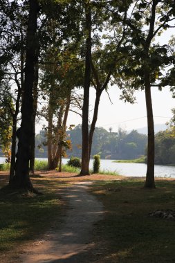 su birikintisi waterside ağaca