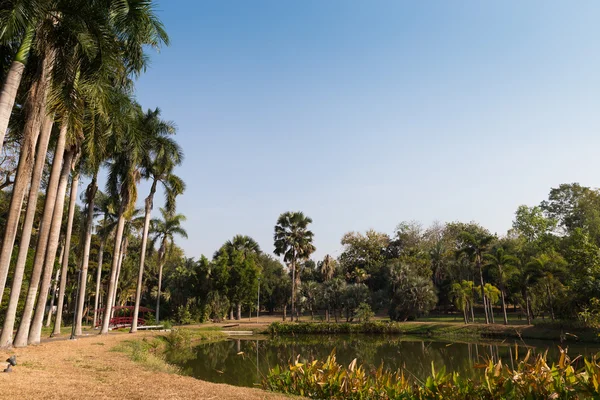 Tall palm tree beside the pond in the park — Stock Photo, Image