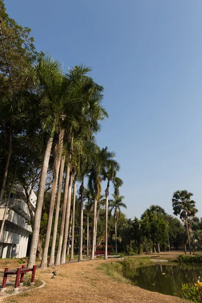 Высокая пальма у пруда в парке — стоковое фото