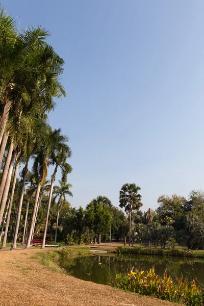 Parkta gölet yanında uzun palmiye ağacı — Stok fotoğraf