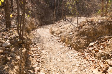 Yaz aylarında ormanda iz