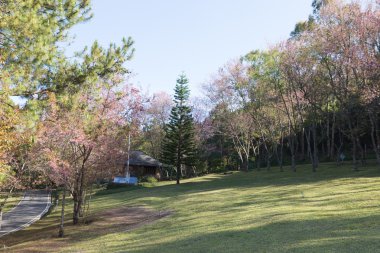 çiçek vahşi Himalaya kiraz ağacı