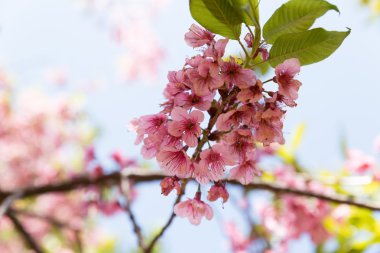 çiçek vahşi Himalaya kiraz ağacı