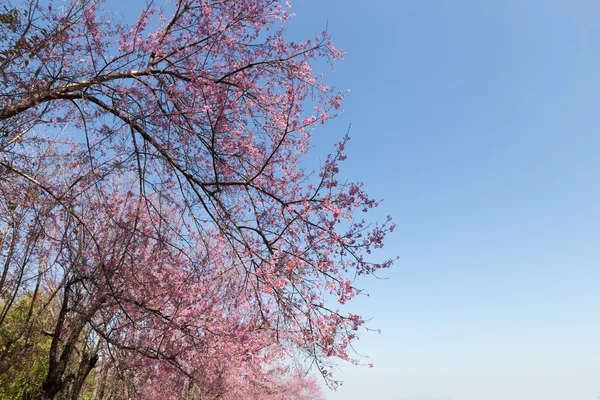 Kwiat drzewa dzikich himalayan wiśnia — Zdjęcie stockowe