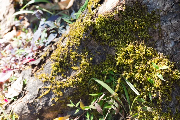 Lichen on tree trunk — Stock Photo, Image