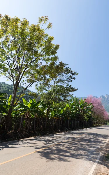 Banana tree at the side of the country road — Stock Photo, Image