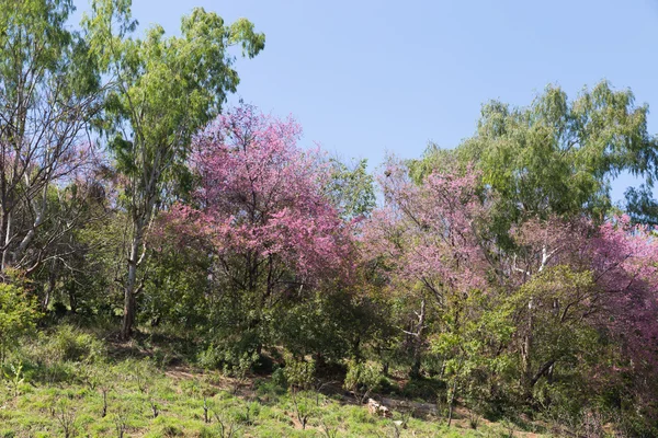 Květ divokých himálajské cherry Tree — Stock fotografie