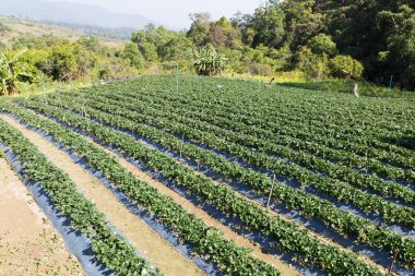 grupta büyüyen stawberry