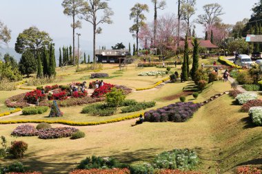 Turizm seyahat görmek için vahşi Himalaya kiraz çiçek açan çiçek 