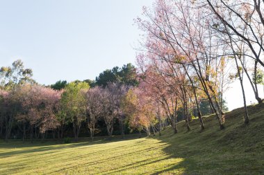 çiçek vahşi Himalaya kiraz ağacı