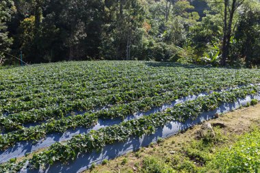 grupta büyüyen stawberry