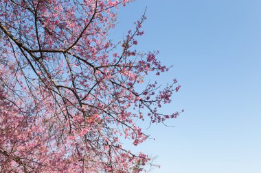 çiçek vahşi Himalaya kiraz ağacı