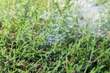 Örümcek ağına su damlası