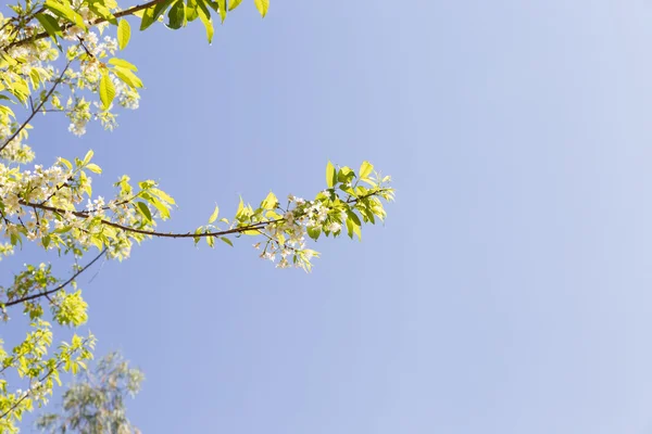 वन्य हिमालयाच्या चेरी झाडाचे फूल — स्टॉक फोटो, इमेज