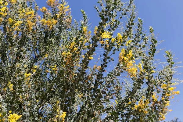 Bloem van parel acacia boom — Stockfoto