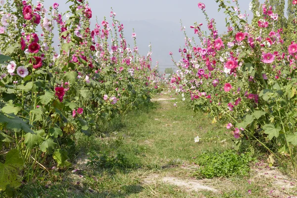 蜀葵在花园里的花 — 图库照片