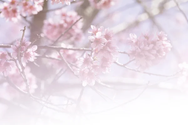Дика гімалайська квітка вишні (м'який фокус і кольоровий фільтр ) — стокове фото