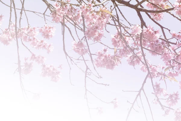 Fleur de cerisier himalayen sauvage (foyer doux et filtre de couleur ) — Photo