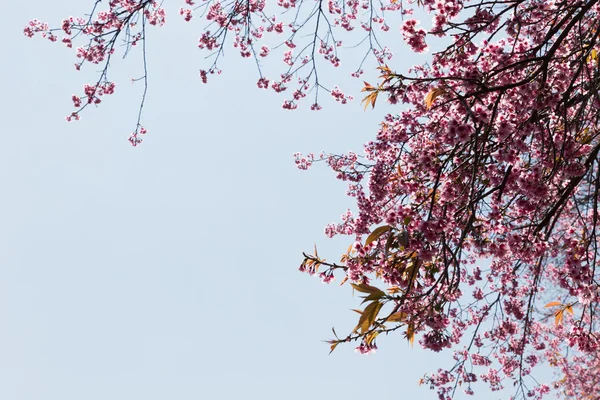 Квітка дикого гімалайського вишневого дерева — стокове фото
