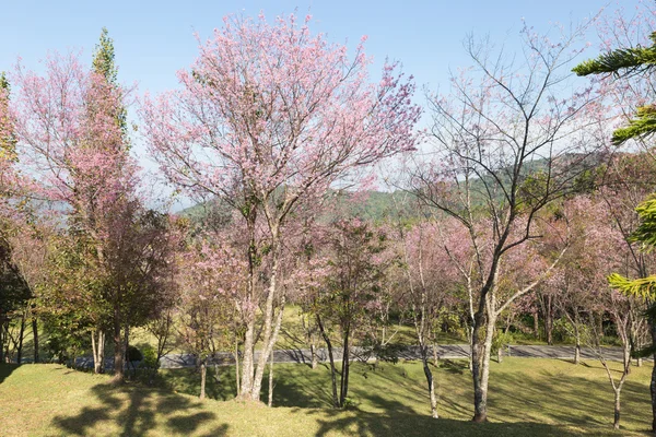 Bloem van wild Himalaya cherry tree — Stockfoto