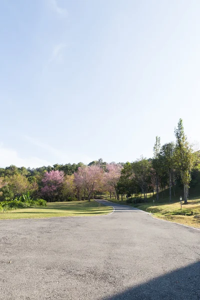 Дорога и ухоженный двор в парке — стоковое фото