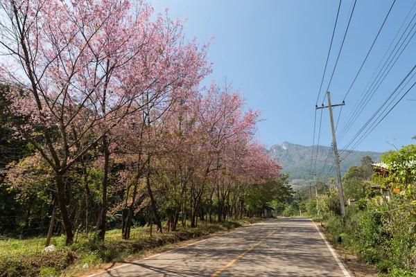 Bloem van wild Himalaya cherry tree — Stockfoto