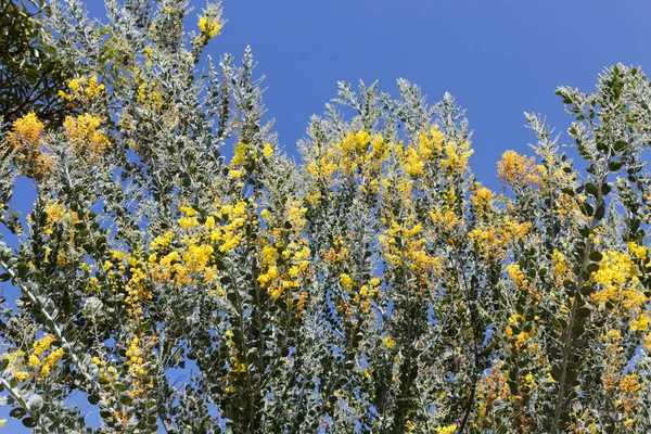 Bloem van parel acacia boom — Stockfoto