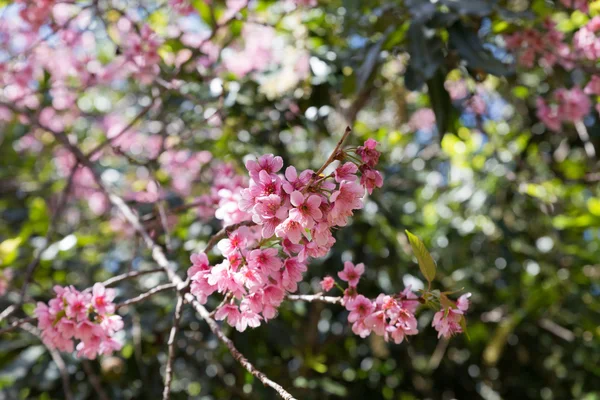 Fiore di albero ciliegio himalayano selvatico — Foto Stock