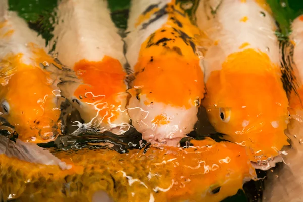 Pesce carpa arancione nello stagno — Foto Stock