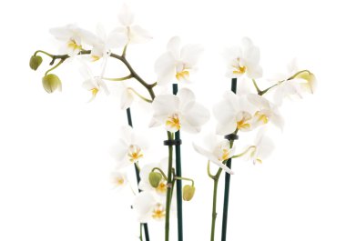 Beyaz orkide beyaza izole edilmiş.