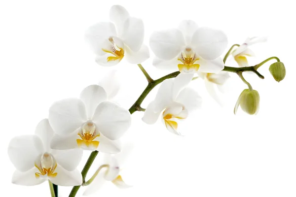 Bílá orchidej izolovaná na bílém — Stock fotografie