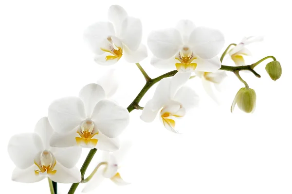 Orquídea branca isolada em branco — Fotografia de Stock