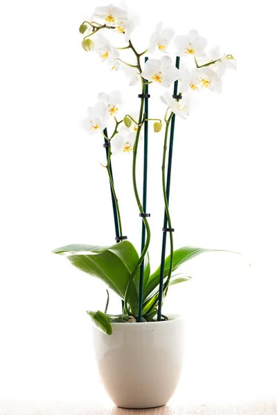 White orchid in a pot with many flowers, isolated on white backg — Stock Photo, Image