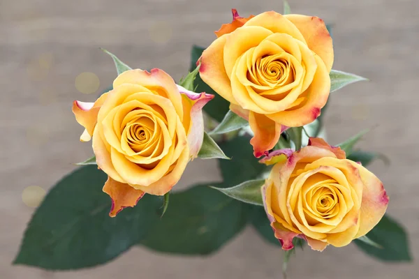 Желтые с красными розами — стоковое фото