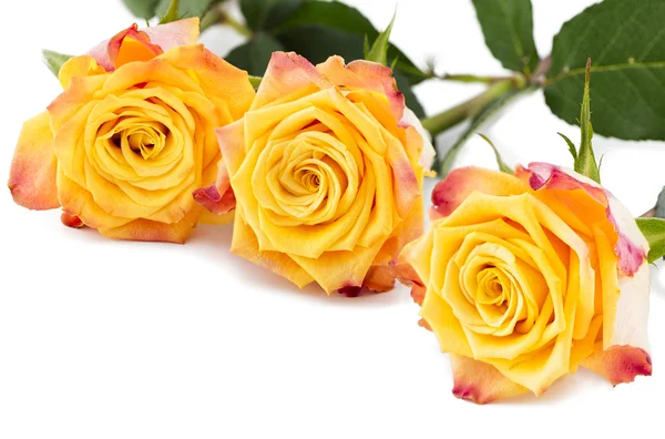 Amarelo com rosas vermelhas isoladas em branco — Fotografia de Stock