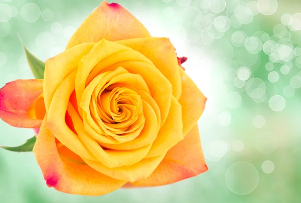 Yellow with red rose — Stock Photo, Image