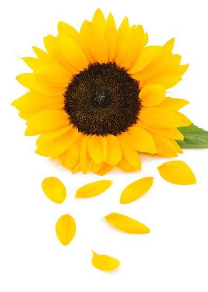 Sunflower on white background — Stock Photo, Image