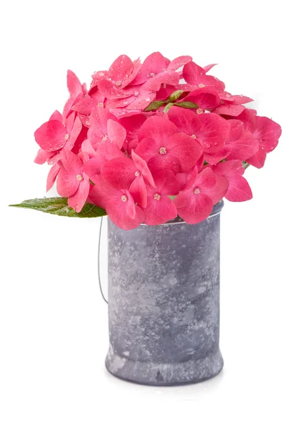 Hortensia hydrangea pink flower in a pot — Stock Photo, Image