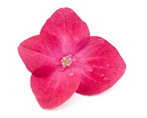 Hortensia hortenzia rózsaszín virág fehér alapon — Stock Fotó