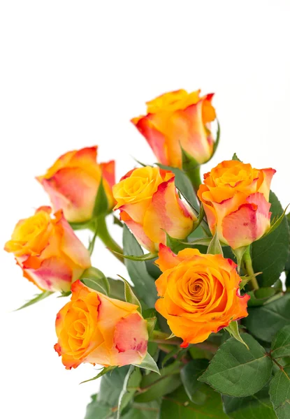 Yellow with red roses isolated — Stock Photo, Image