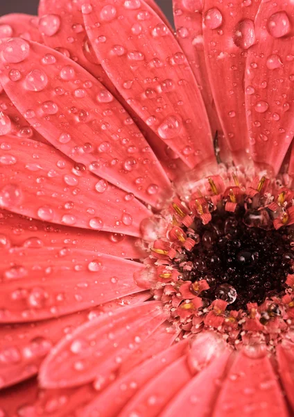 Beautiful gerbera flower — Stock Photo, Image