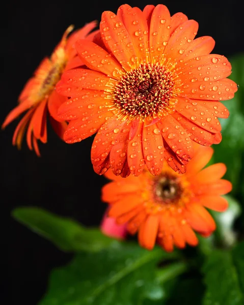 Όμορφη ζέρμπερες λουλούδι — Φωτογραφία Αρχείου