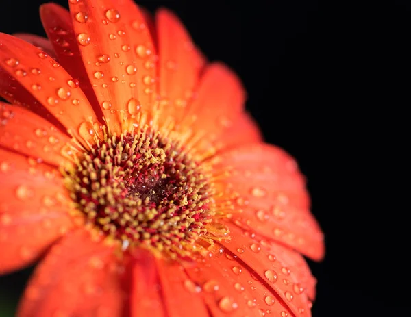 Beautiful gerbera flower — Stock Photo, Image